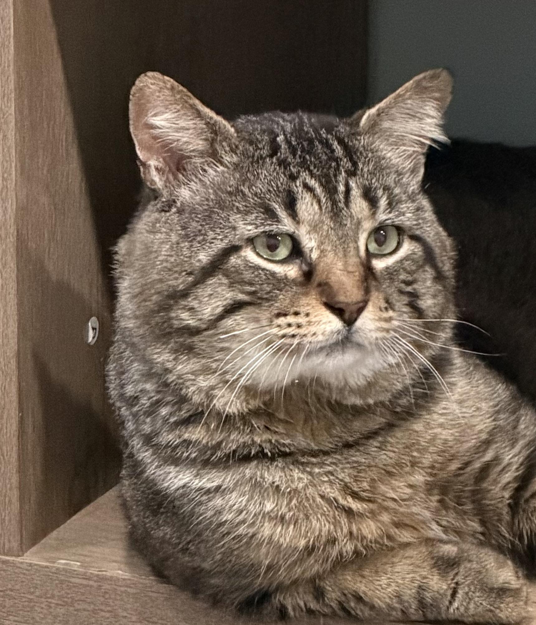 Giles, adopted, Young Male Domestic Short Hair.