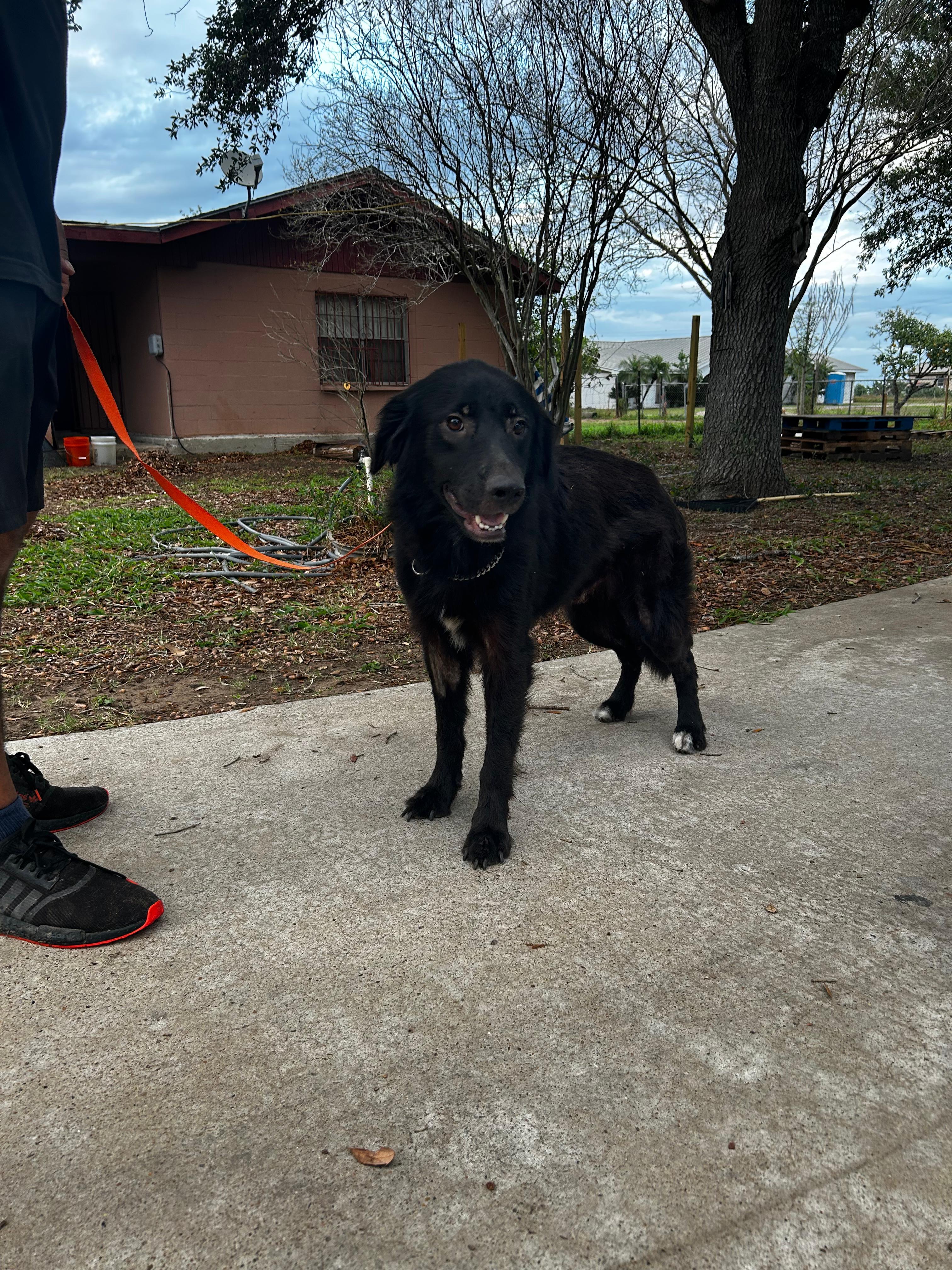 Johnson, an adoptable mixed breed in MISSION, TX image 4/5
