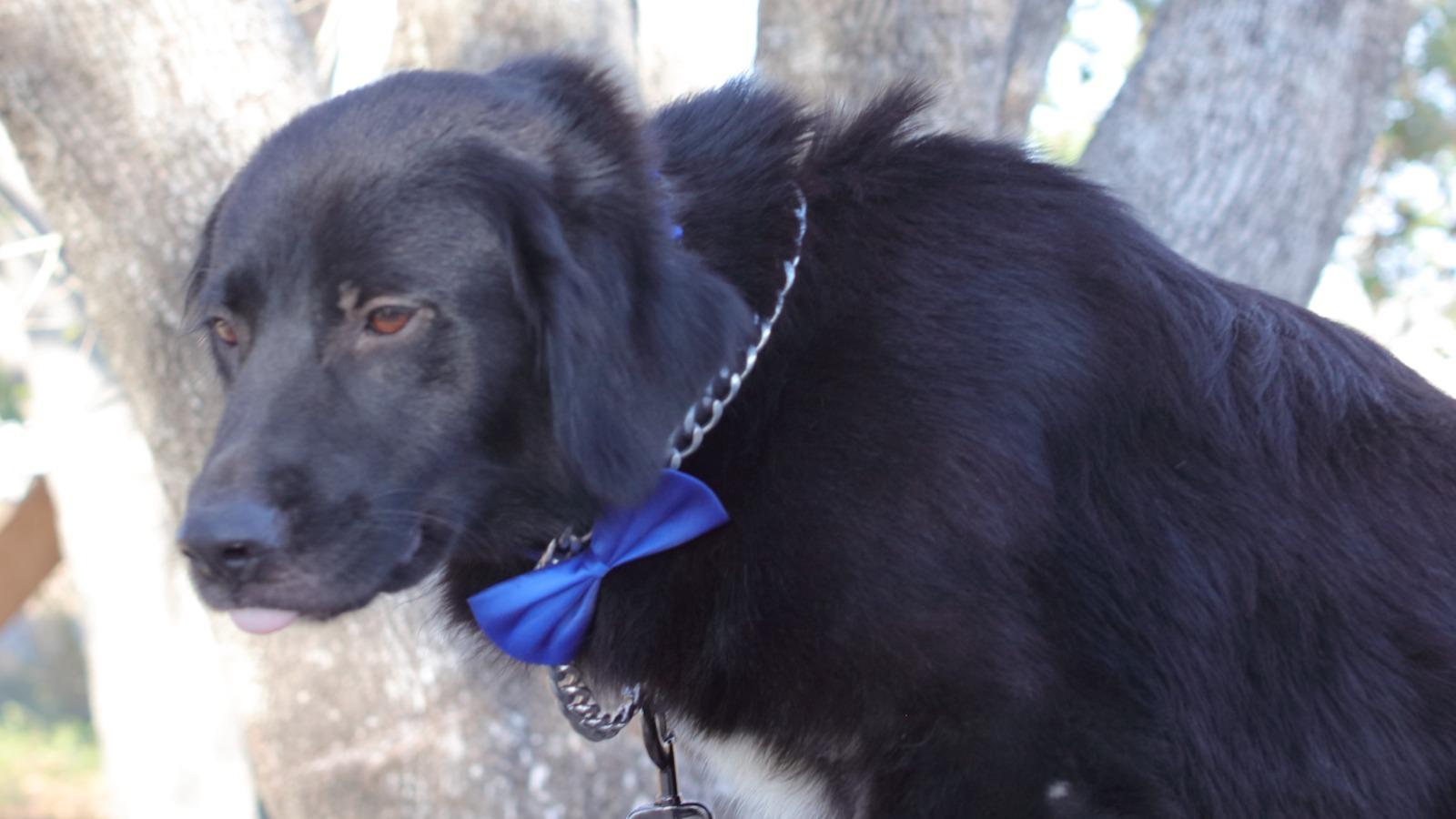 Johnson, an adoptable mixed breed in MISSION, TX image 3/5