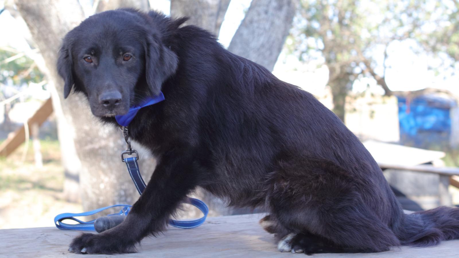 Johnson, an adoptable mixed breed in MISSION, TX image 2/5