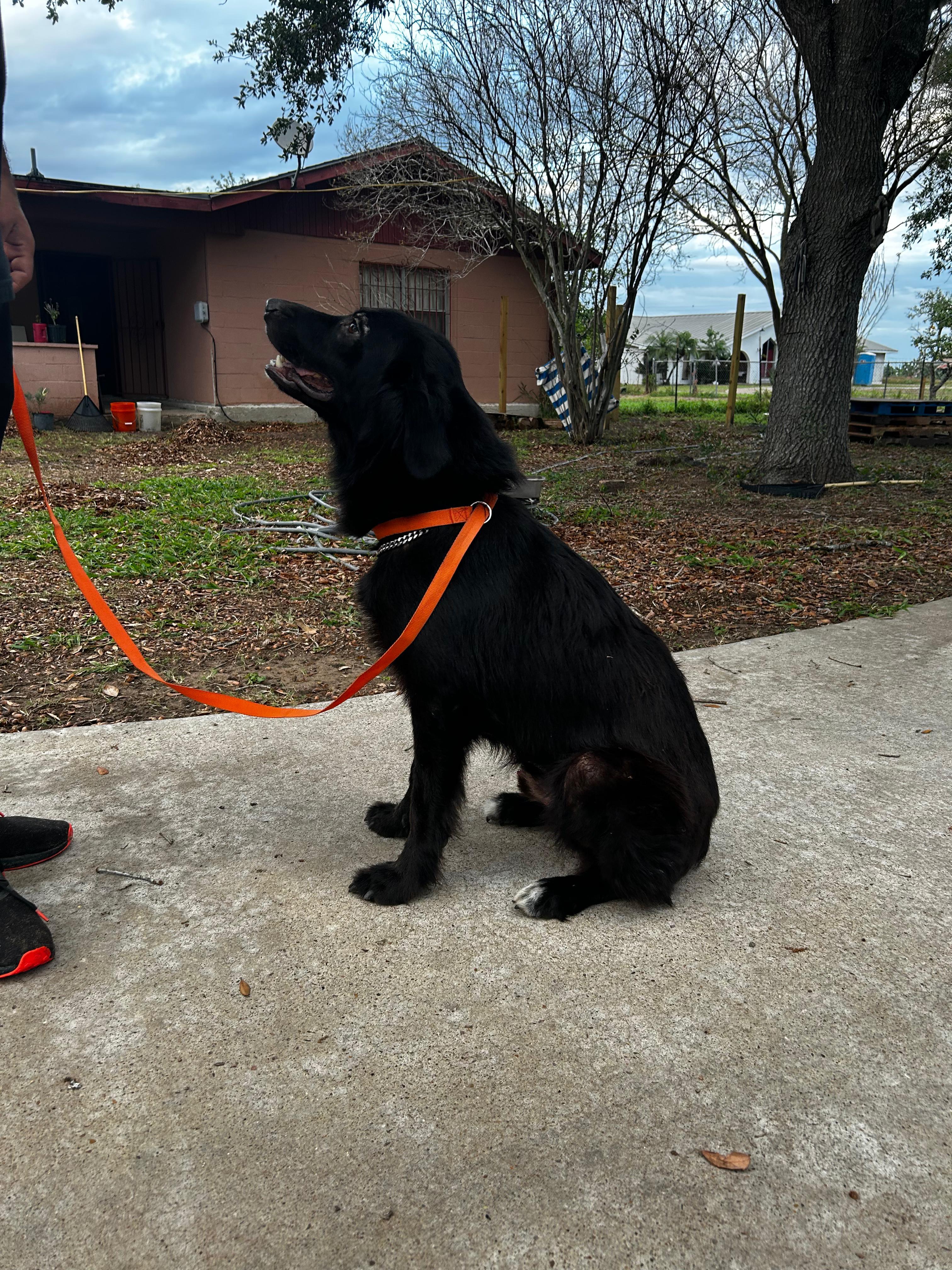Johnson, an adoptable mixed breed in MISSION, TX image 5/5
