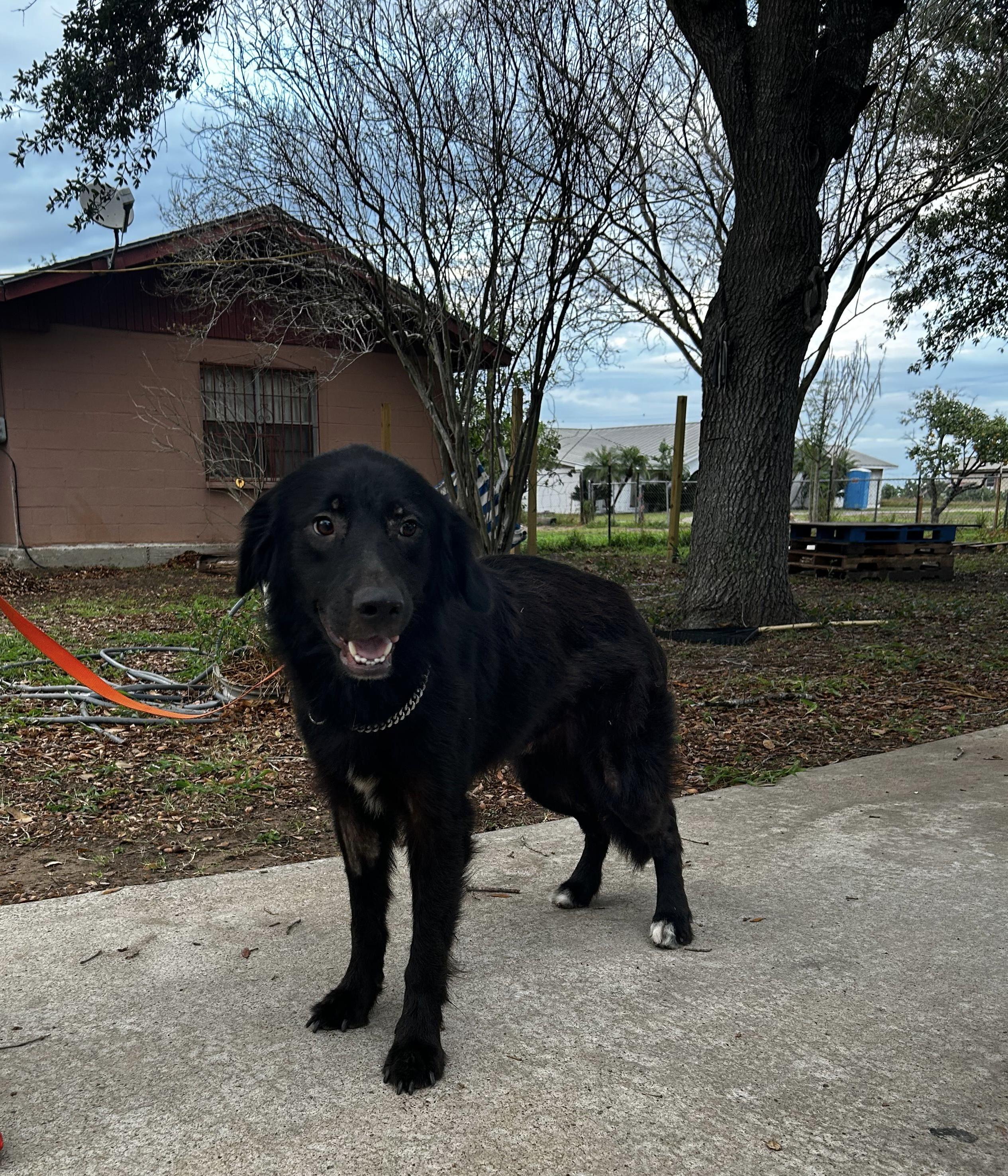Johnson, adoptable, Adult Male Black Labrador Retriever.