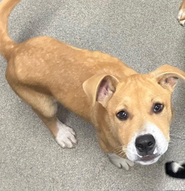 Speckles 4 months male Ava 3/25, Adopted, Young Male Labrador Retriever.