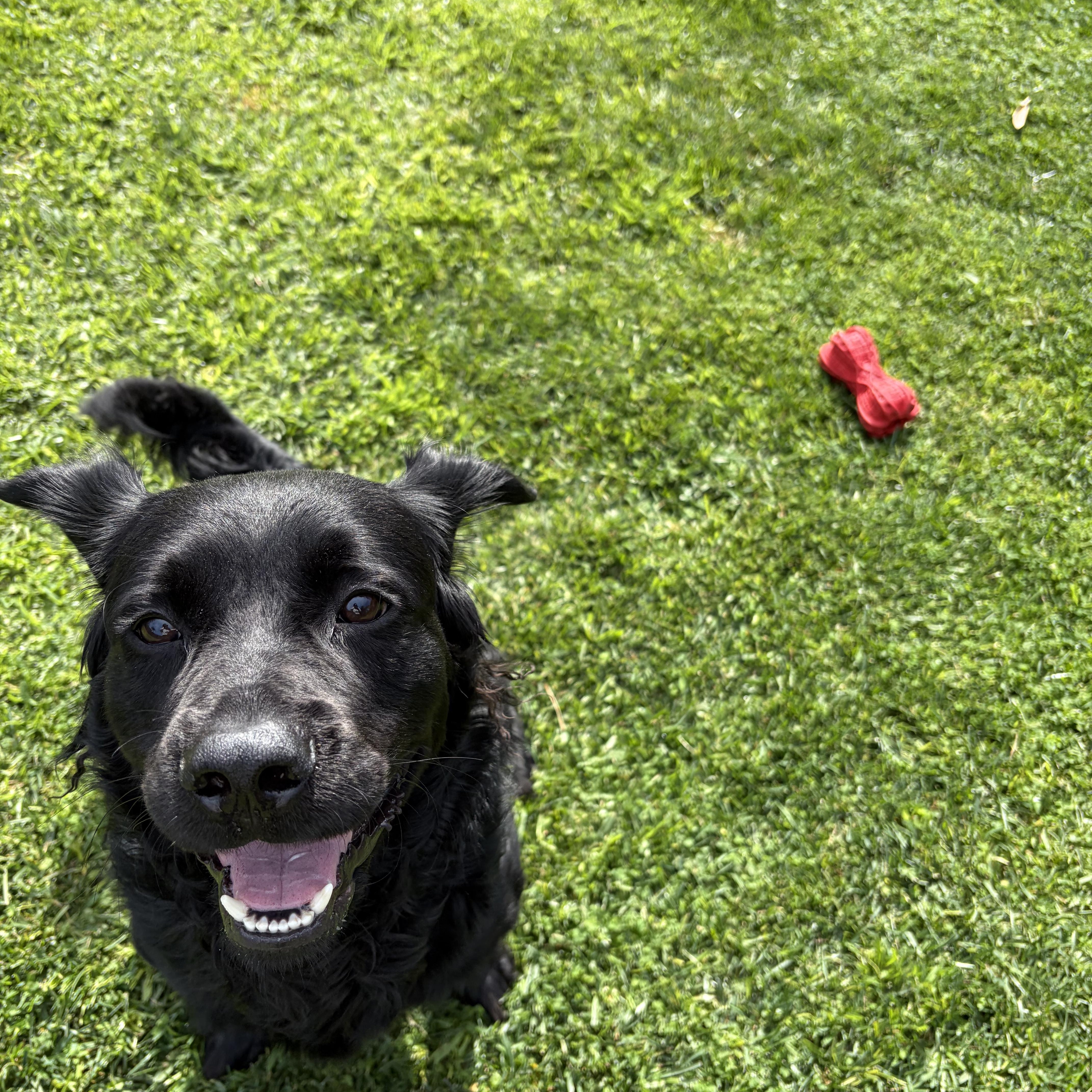Enlarge Turner, an adopted mixed breed in San Diego, CA image 3/5