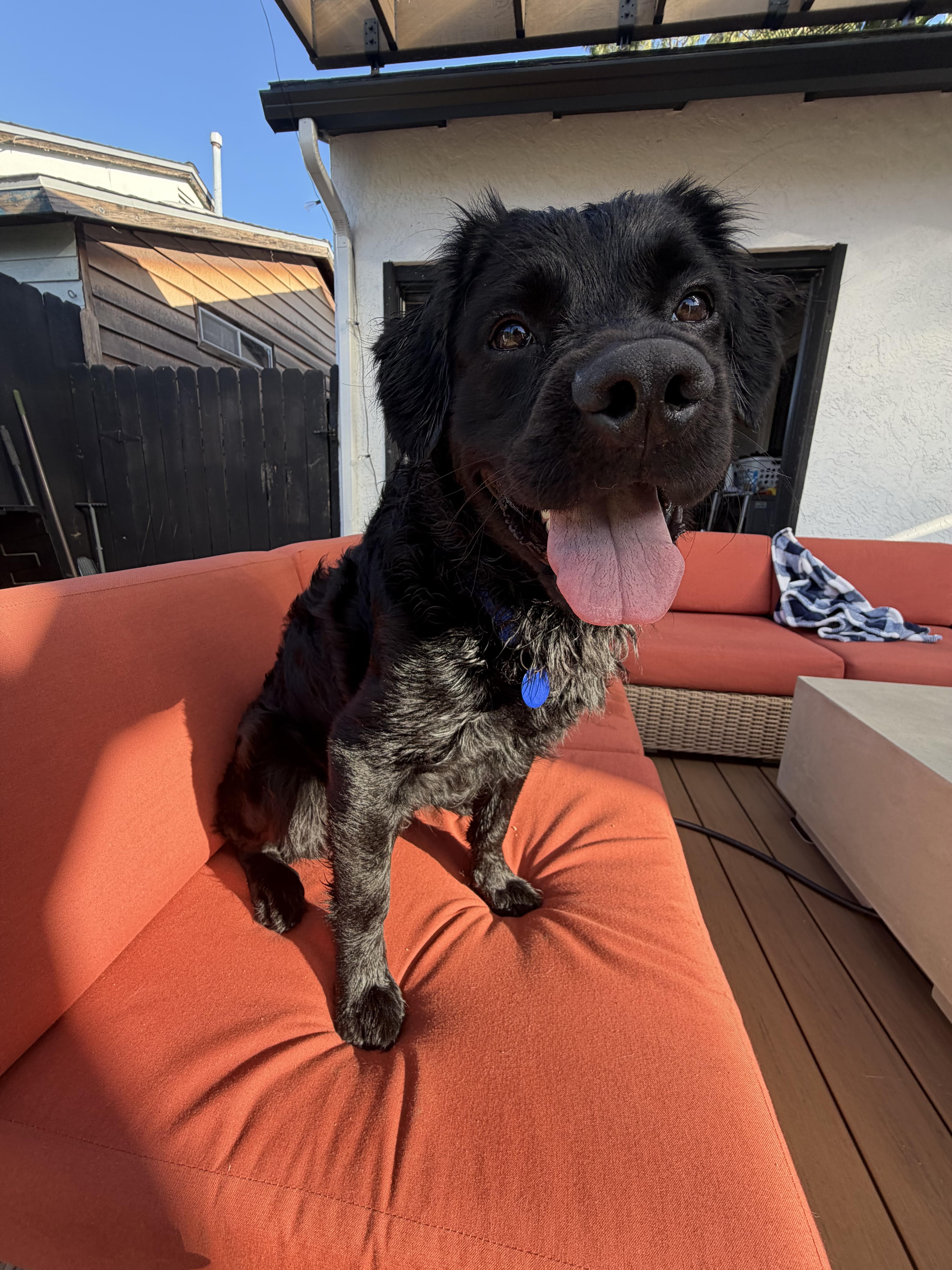 Enlarge Turner, an adopted mixed breed in San Diego, CA image 4/5