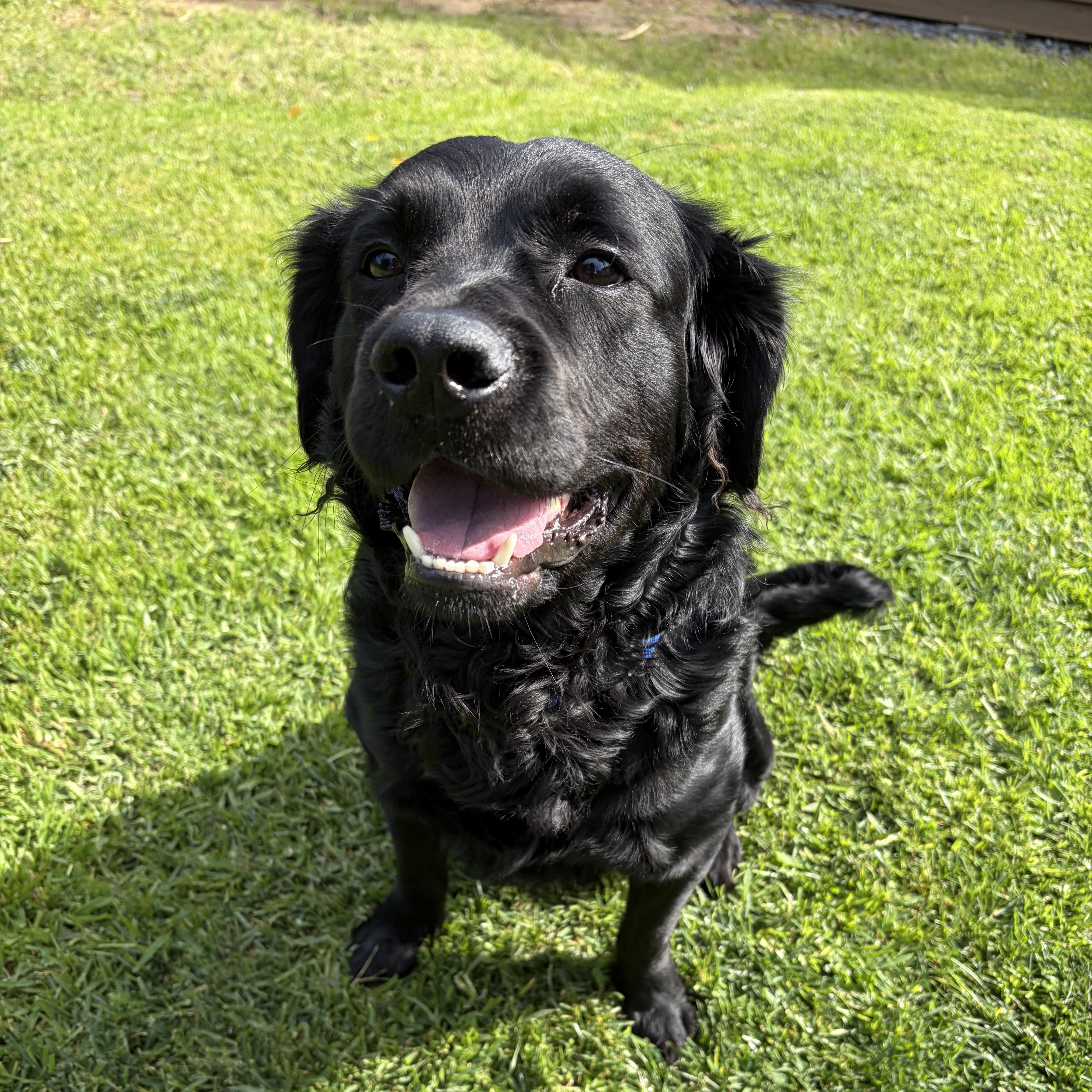 Enlarge Turner, an adopted mixed breed in San Diego, CA image 2/5