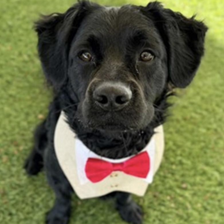 Enlarge Turner, an adopted mixed breed in San Diego, CA image 1/5