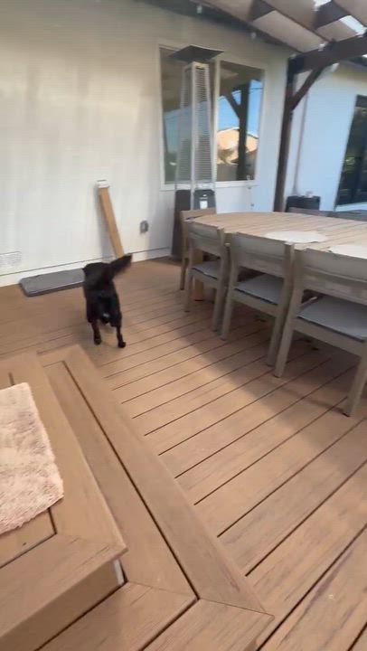 Enlarge Turner, an adopted mixed breed in San Diego, CA video 5/5