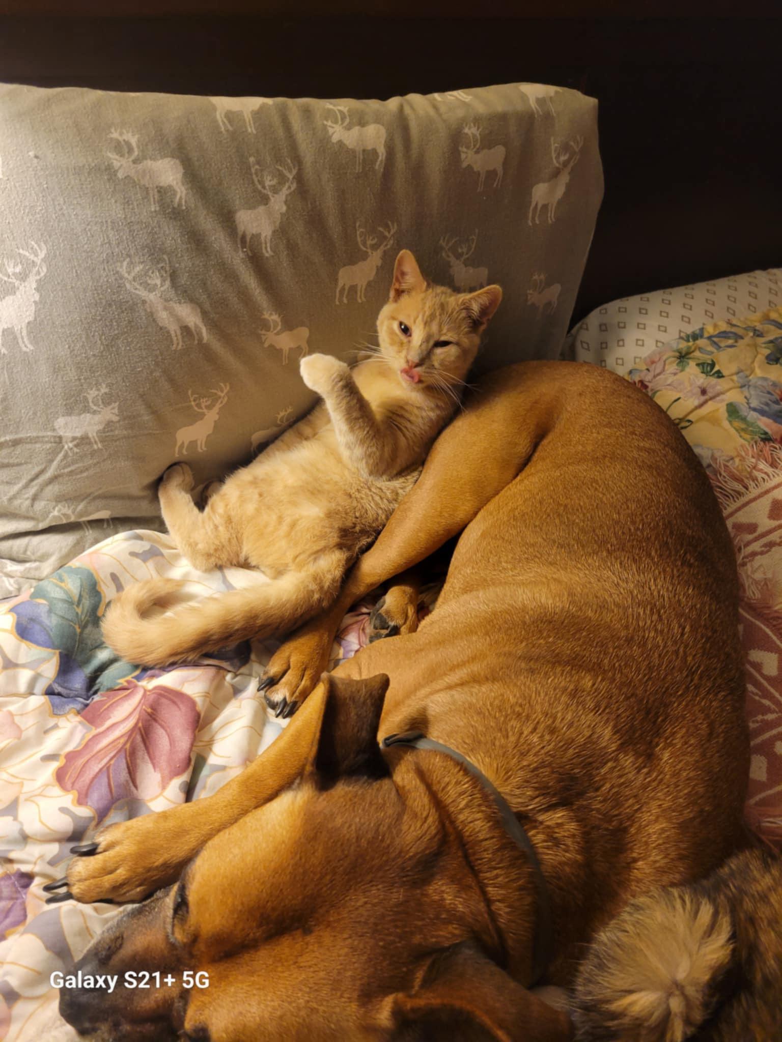 Buff, Adoptable, Young Male Domestic Short Hair.