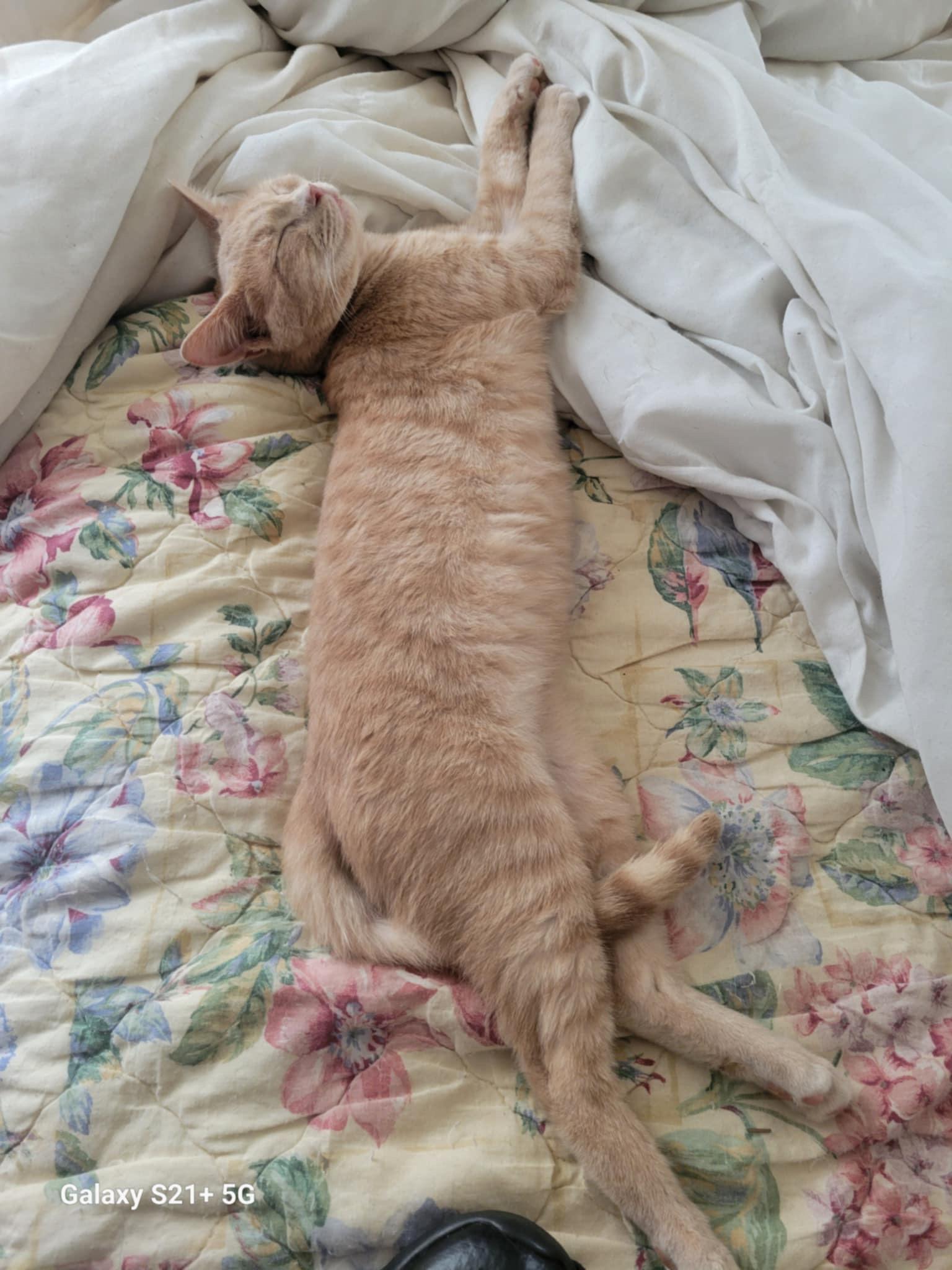 Enlarge Buff, a Adoptable Domestic Short Hair in Trinity, NC image 2/6