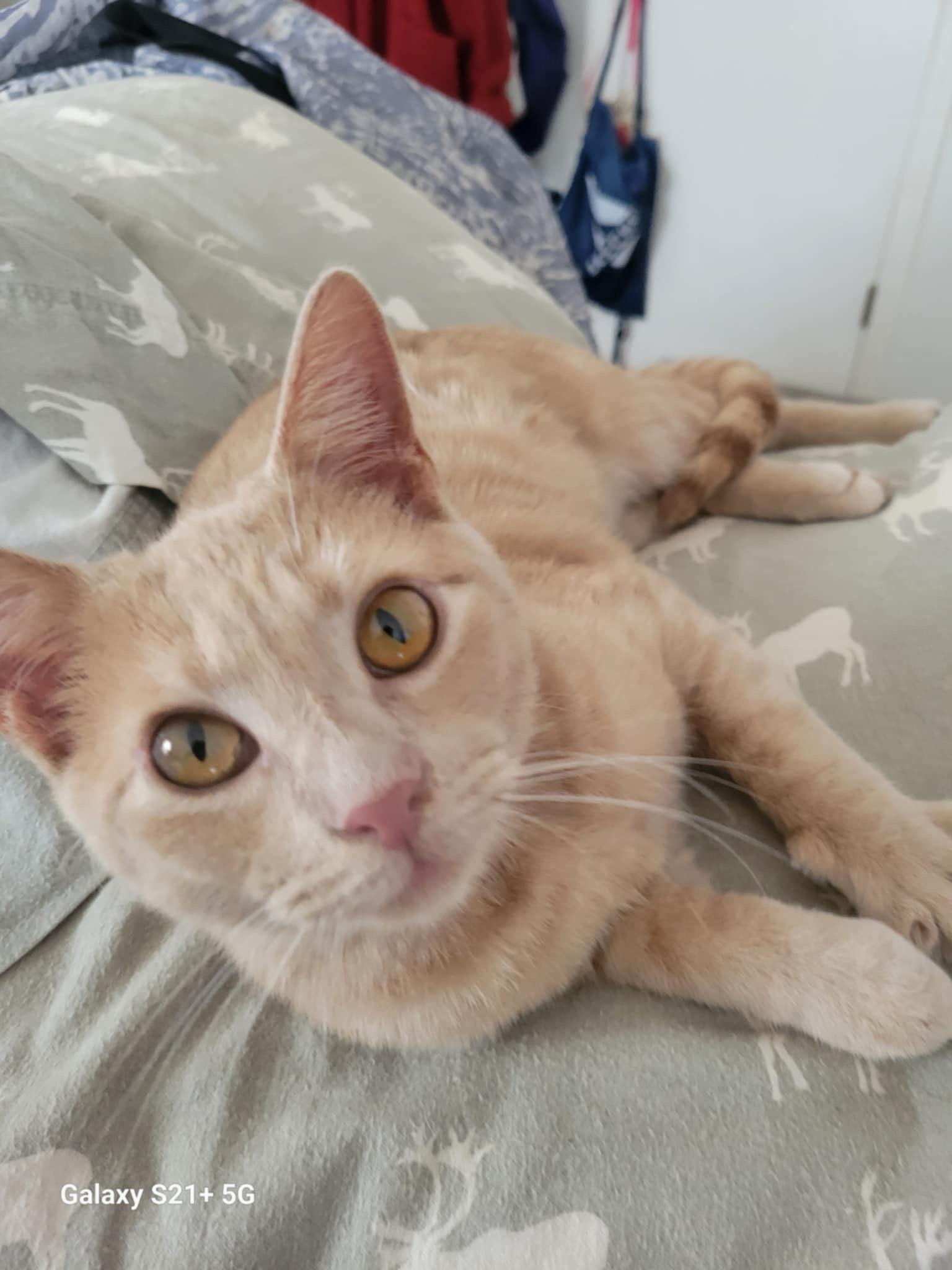 Enlarge Buff, a Adoptable Domestic Short Hair in Trinity, NC image 3/6