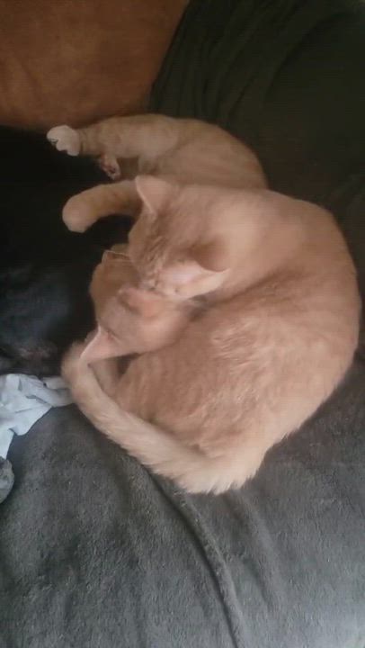 Enlarge Buff, a Adoptable Domestic Short Hair in Trinity, NC video 6/6