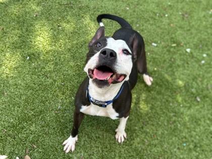 Luella, a Adoptable mixed breed in Gainesville, FL image 1/3
