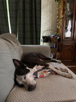 Luella, a Adoptable mixed breed in Gainesville, FL image 2/3