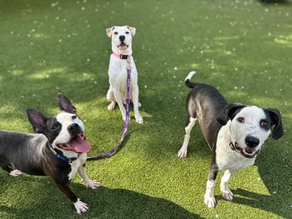 Luella, a Adoptable mixed breed in Gainesville, FL image 3/3