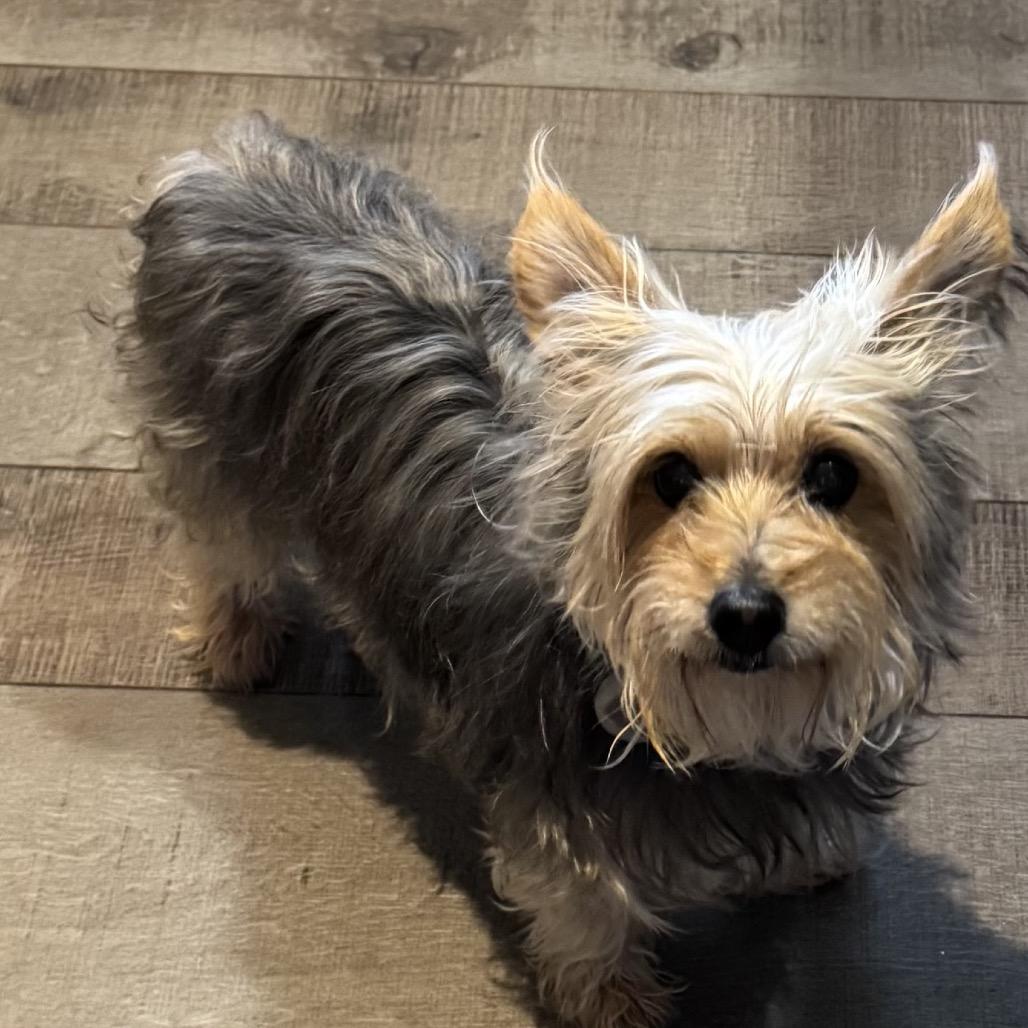 Nina, Adoptable, Senior Female Silky Terrier & Yorkshire Terrier.