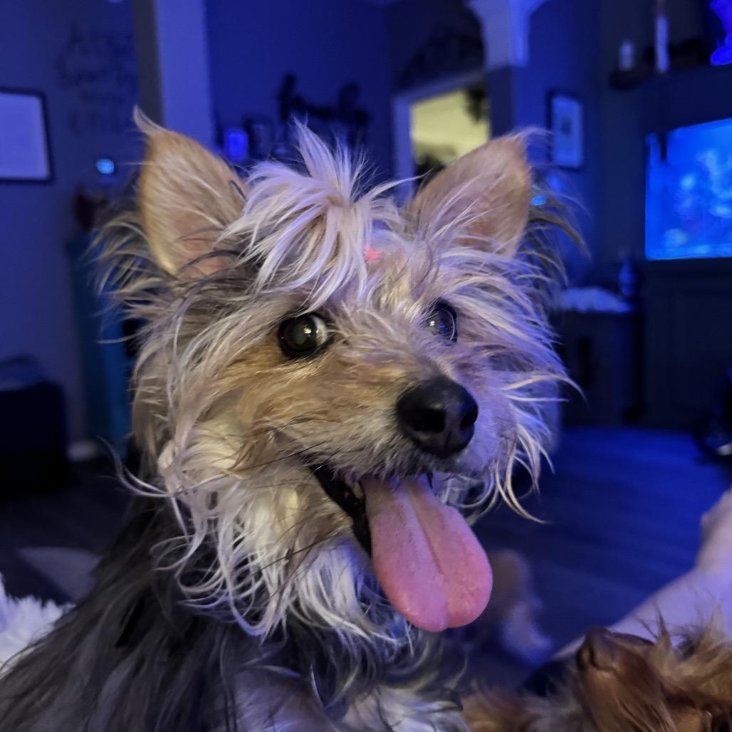 Enlarge Nina, a Adoptable mixed breed in Houston, TX image 1/6