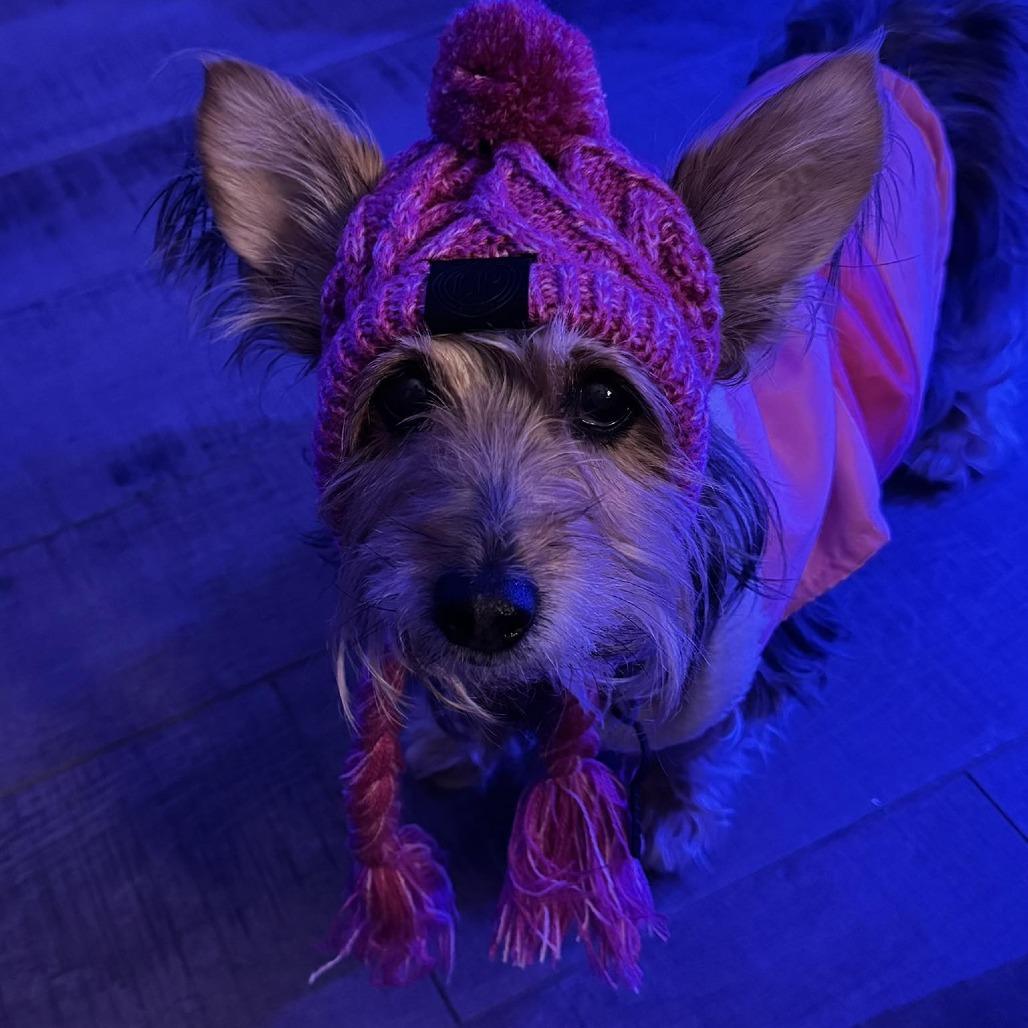 Enlarge Nina, a Adoptable mixed breed in Houston, TX image 3/6