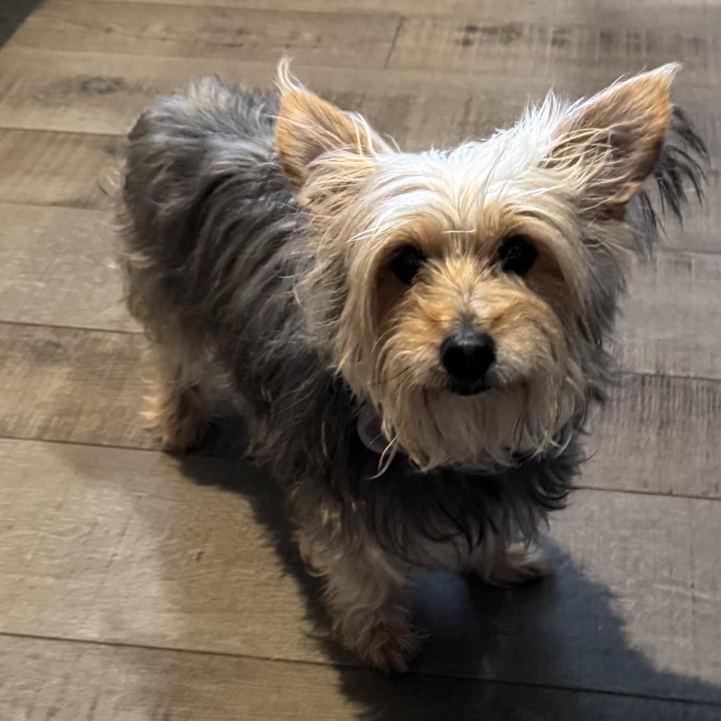 Enlarge Nina, a Adoptable mixed breed in Houston, TX image 4/6