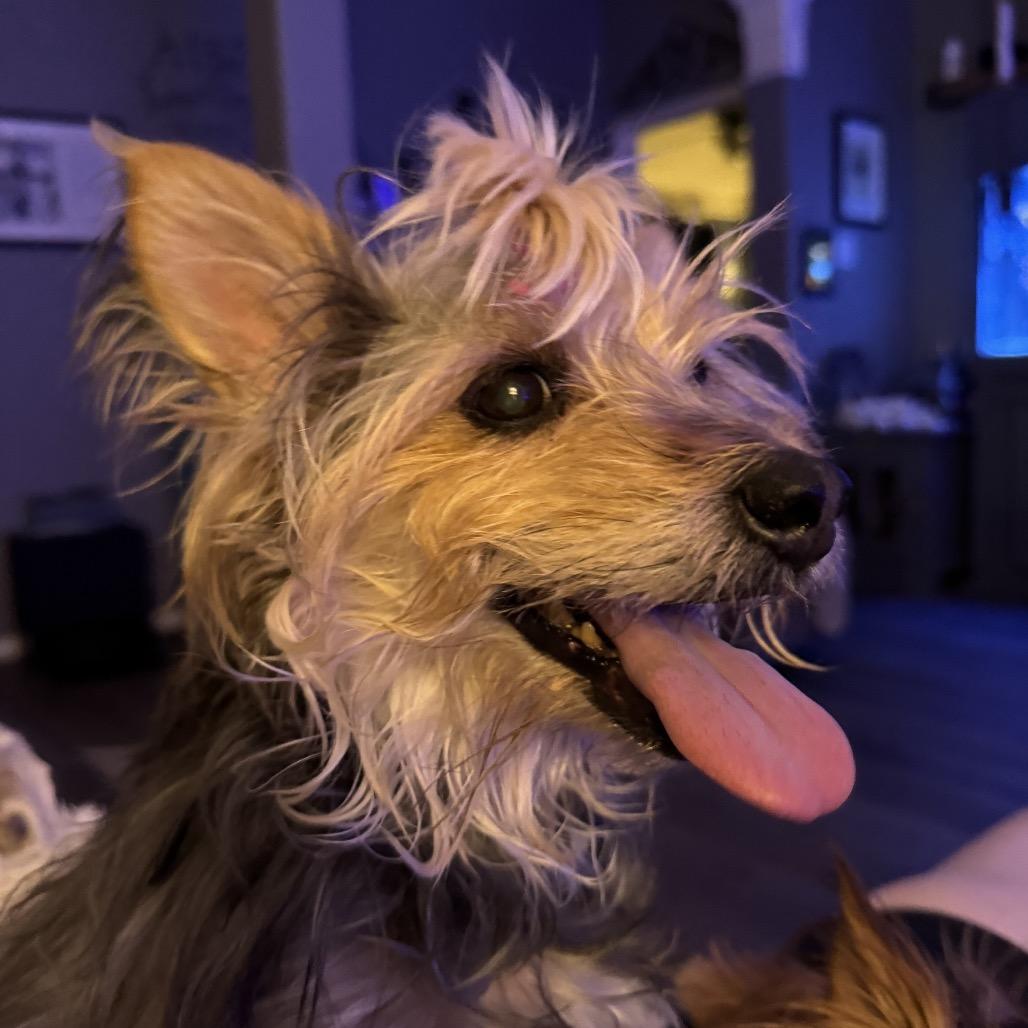 Enlarge Nina, a Adoptable mixed breed in Houston, TX image 5/6