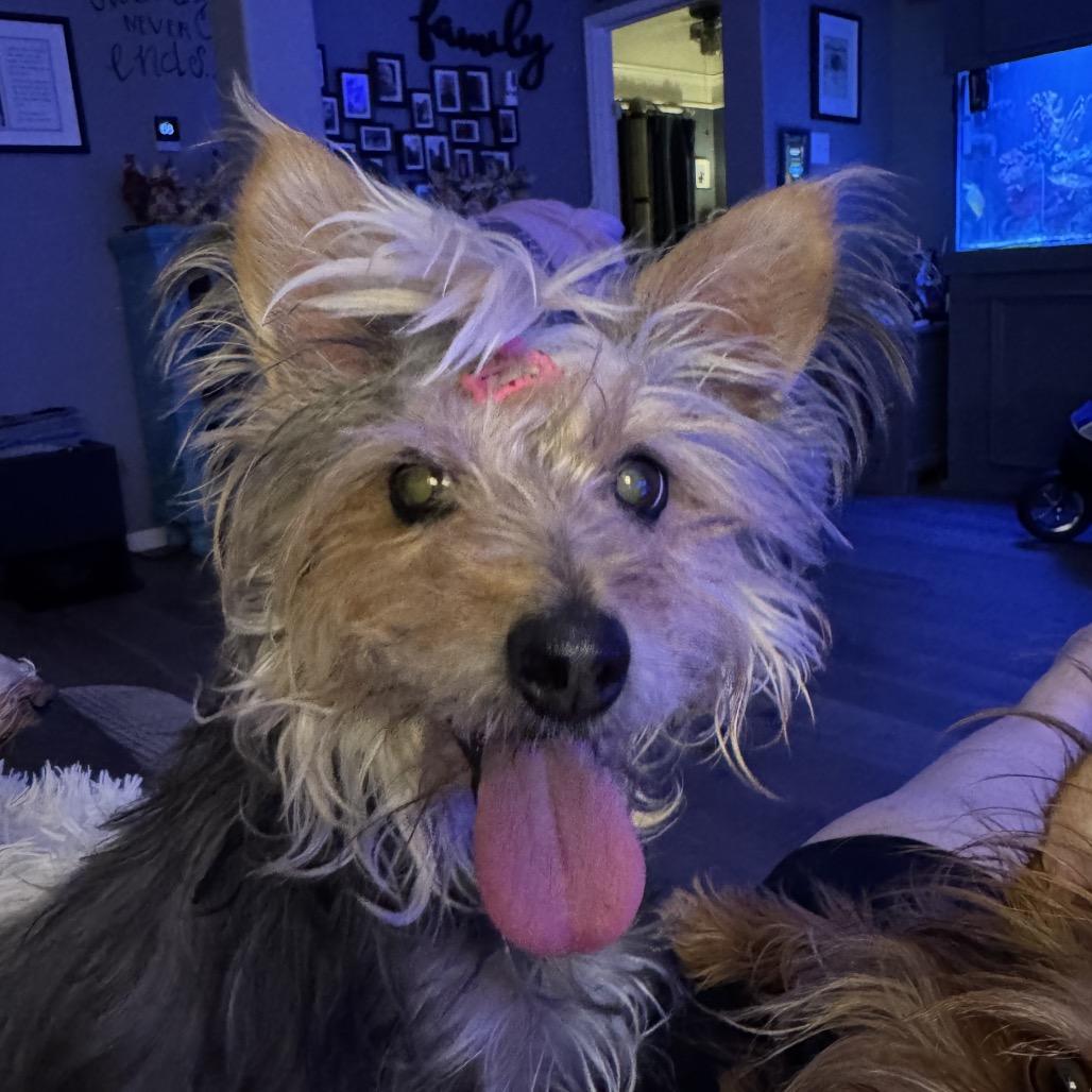 Enlarge Nina, a Adoptable mixed breed in Houston, TX image 6/6