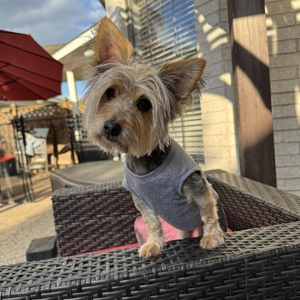Nina Marie, Adoptable, Senior Female Yorkshire Terrier & Yorkshire Terrier.