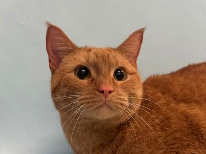 Luna, Adoptable, Adult Female Domestic Short Hair & Domestic Short Hair.