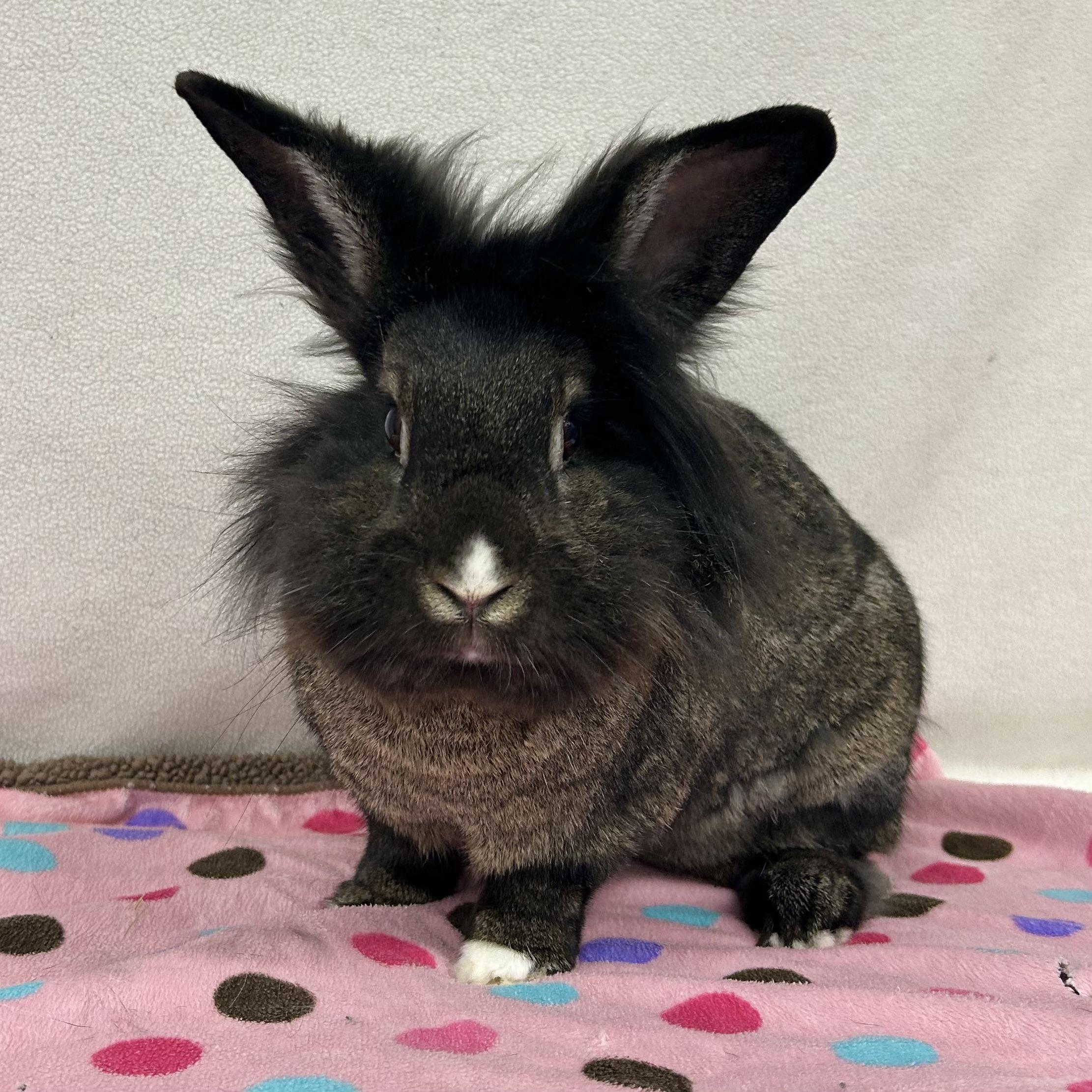 Enlarge Marisol, an adoptable mixed breed in Edgewood, MD image 4/6