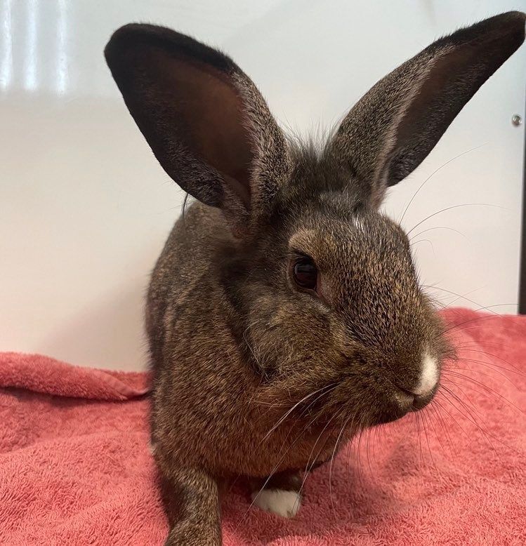 Marisol, a Adoptable mixed breed in Edgewood, MD image 1/8