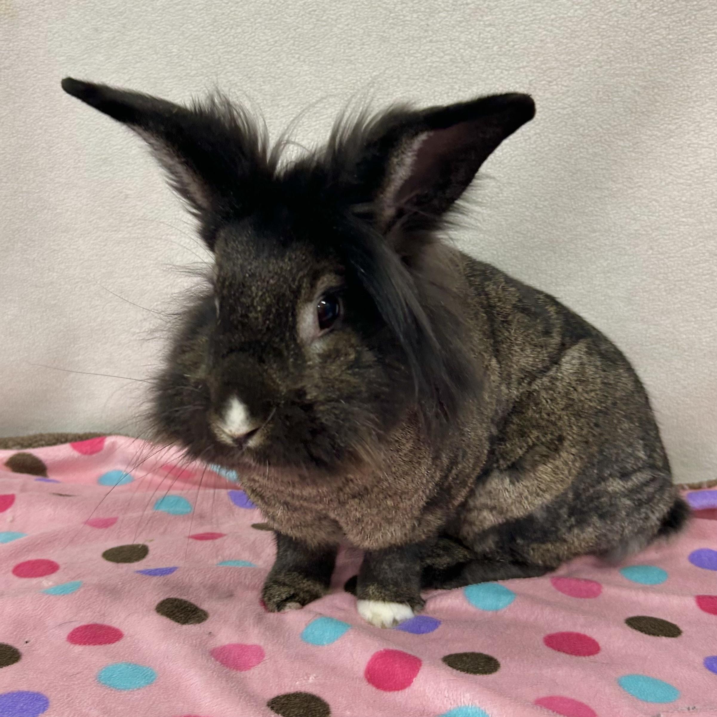 Enlarge Marisol, an adoptable mixed breed in Edgewood, MD image 3/6