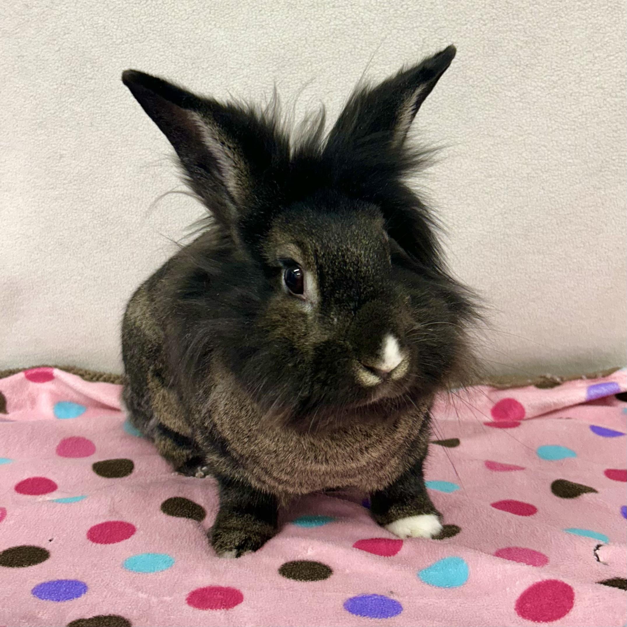 Enlarge Marisol, an adoptable mixed breed in Edgewood, MD image 1/6