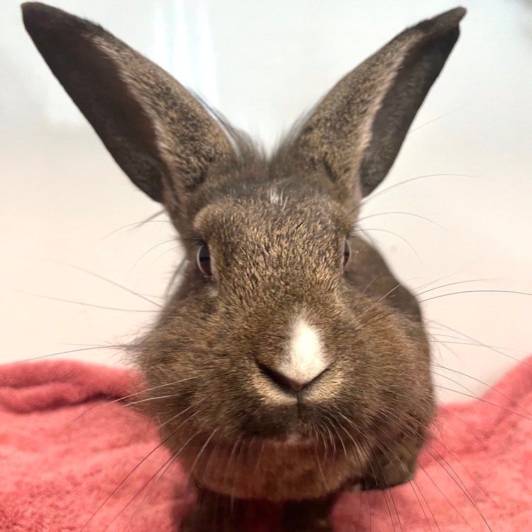 Marisol, a Adoptable mixed breed in Edgewood, MD image 2/8