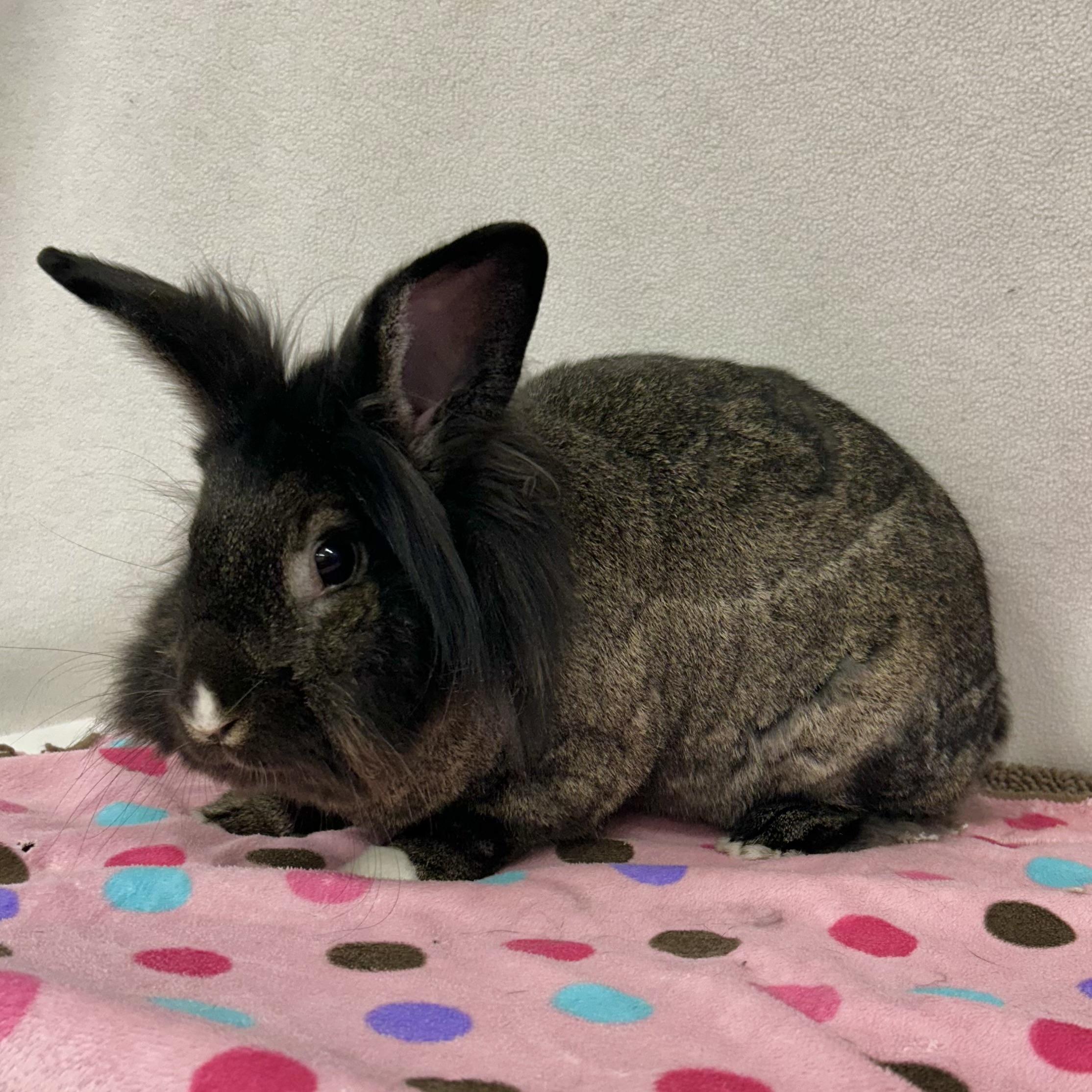Enlarge Marisol, an adoptable mixed breed in Edgewood, MD image 6/6