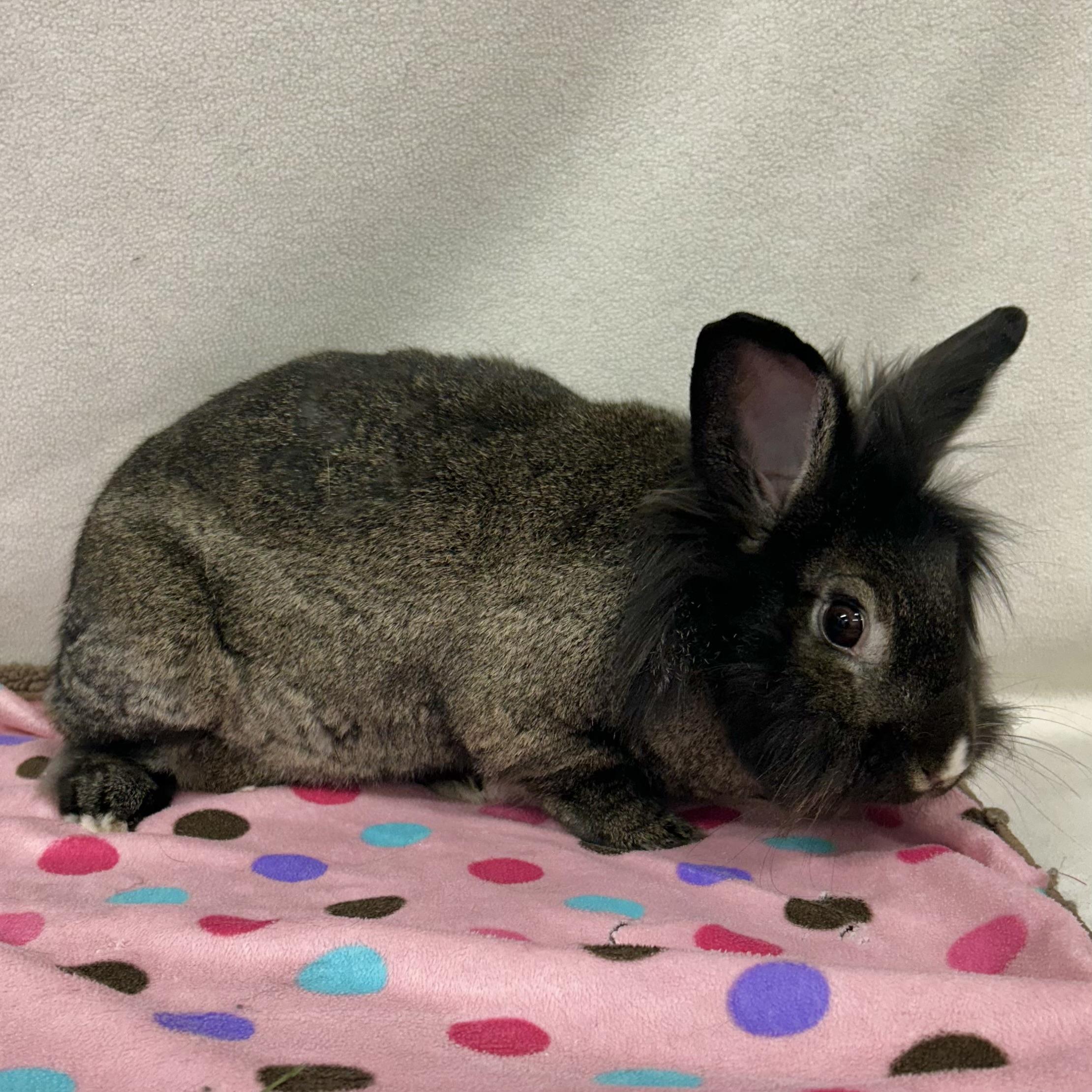 Enlarge Marisol, an adoptable mixed breed in Edgewood, MD image 5/6