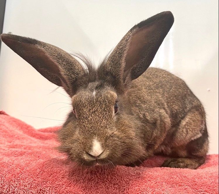 Marisol, a Adoptable mixed breed in Edgewood, MD image 3/8