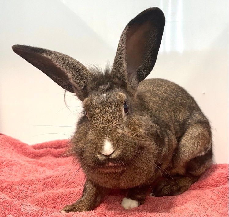 Marisol, a Adoptable mixed breed in Edgewood, MD image 4/8