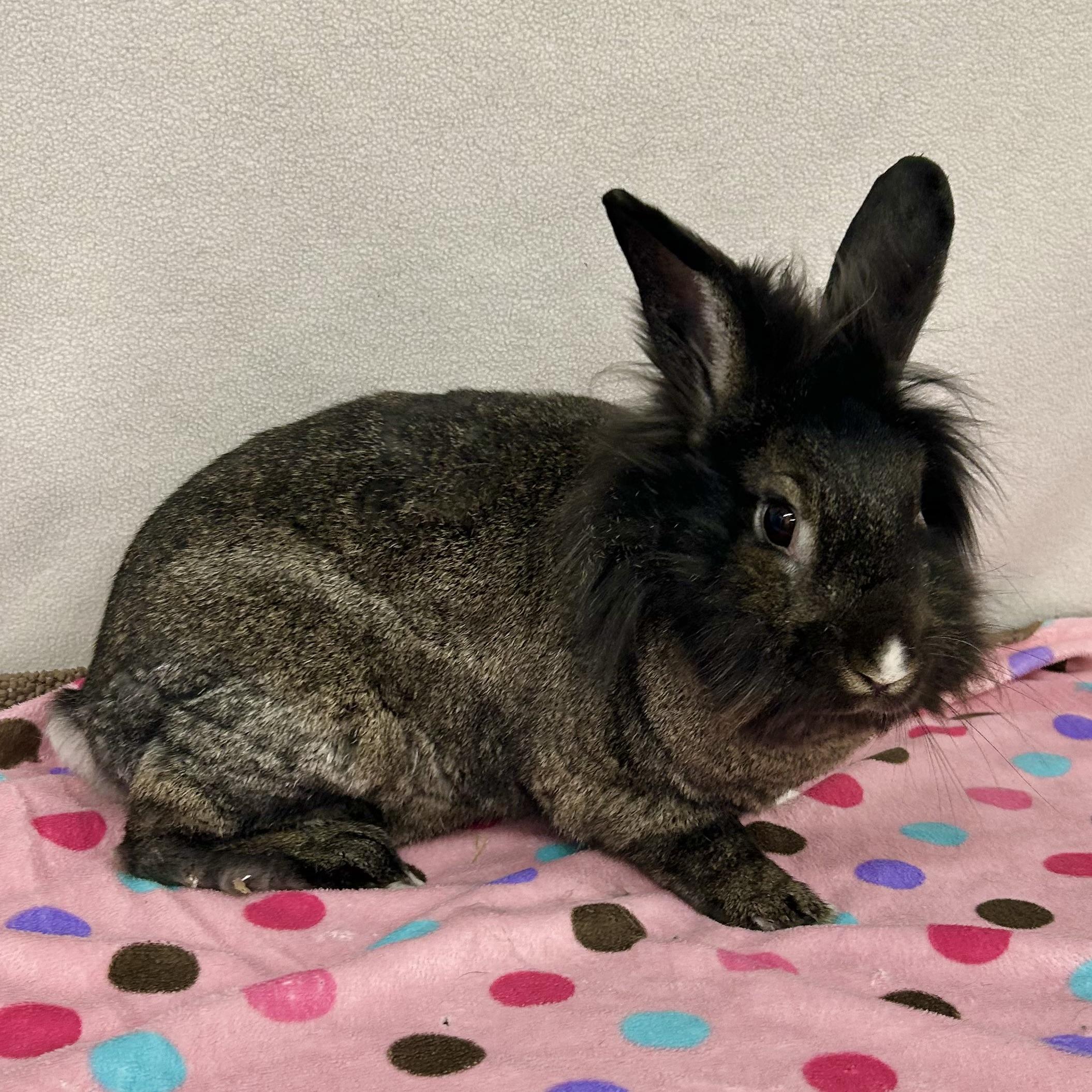 Enlarge Marisol, an adoptable mixed breed in Edgewood, MD image 2/6