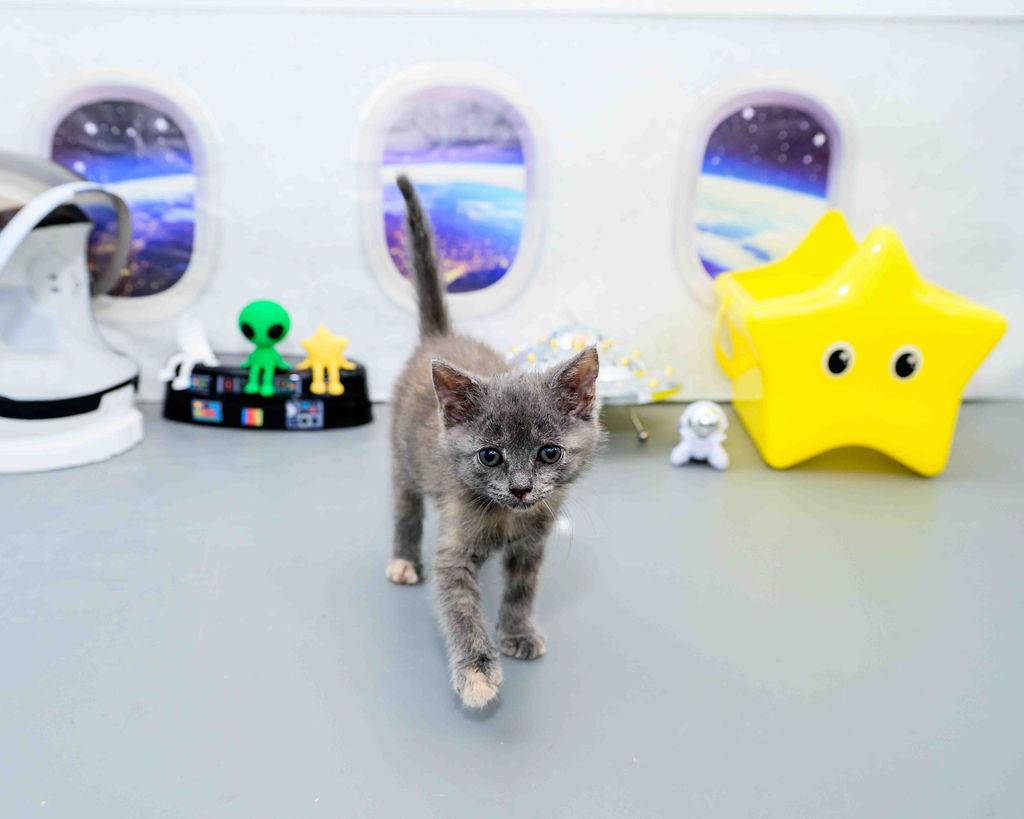 Enlarge Puff, a Adopted Dilute Tortoiseshell in Jefferson, LA image 3/5