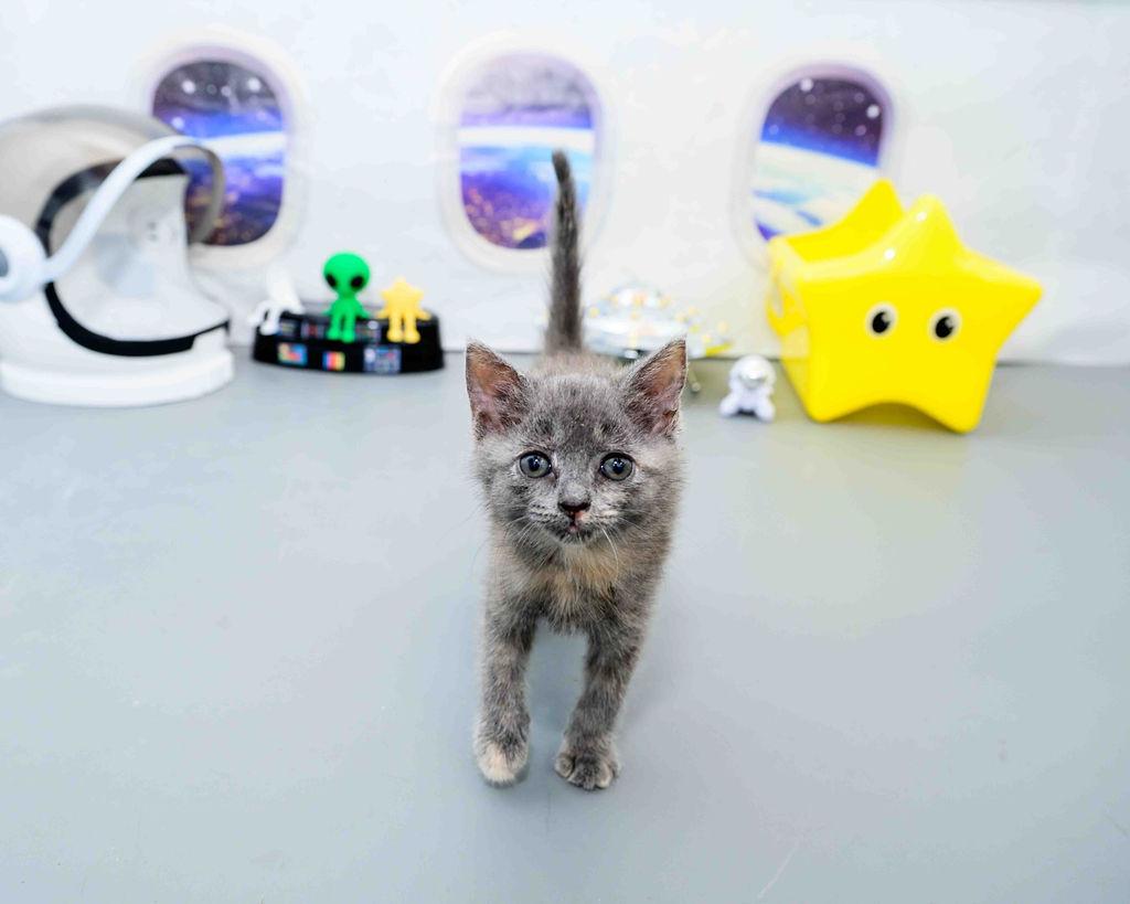 Enlarge Puff, a Adopted Dilute Tortoiseshell in Jefferson, LA image 4/5