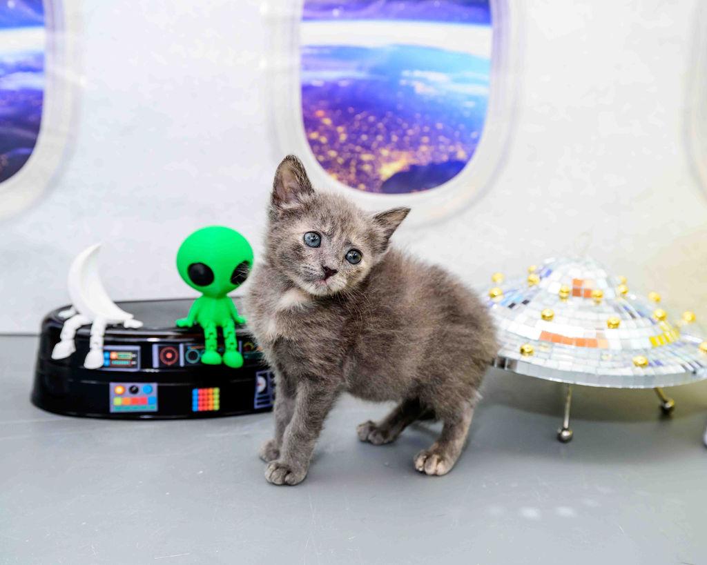 Enlarge Puff, a Adopted Dilute Tortoiseshell in Jefferson, LA image 5/5