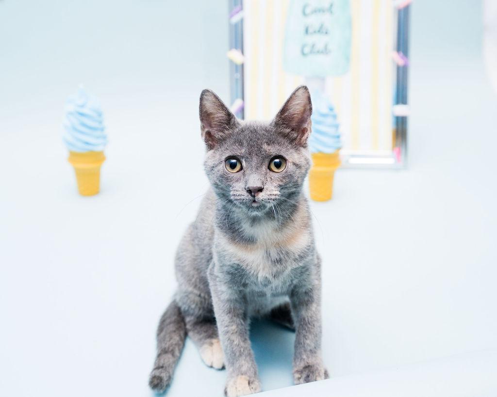 Enlarge Puff, a Adopted Dilute Tortoiseshell in Jefferson, LA image 1/5
