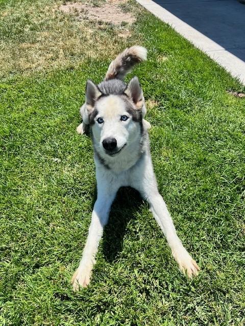 Enlarge Teddy, a ADOPTABLE Siberian Husky in Manteca, CA image 2/2