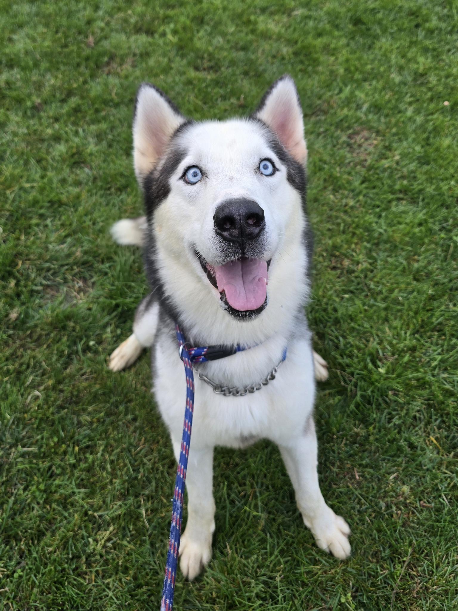 Teddy, ADOPTABLE, Adult Male Siberian Husky.