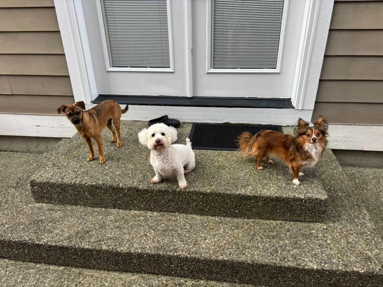 Enlarge Minnie, an adoptable Chihuahua in Tacoma, WA image 3/6