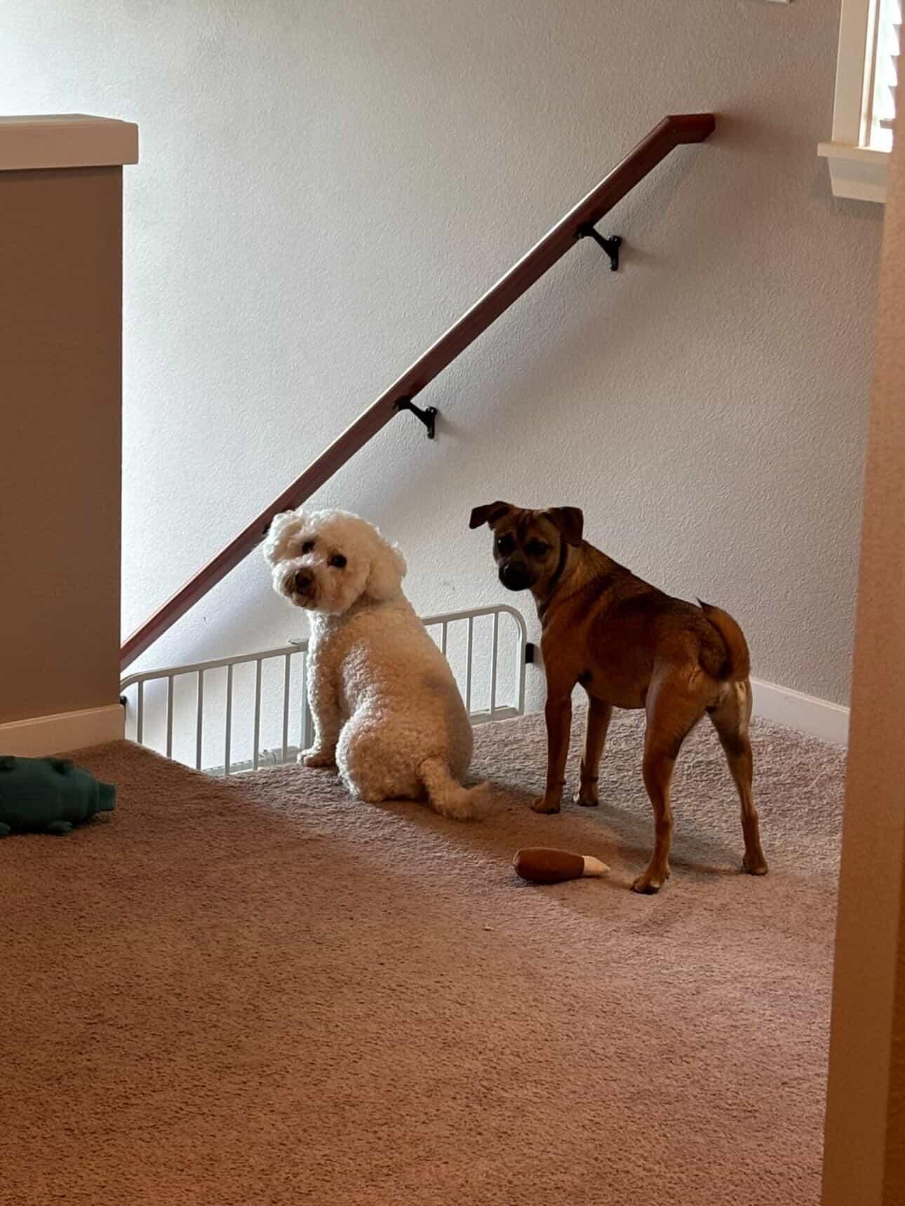 Enlarge Minnie, an adoptable Chihuahua in Tacoma, WA image 4/6