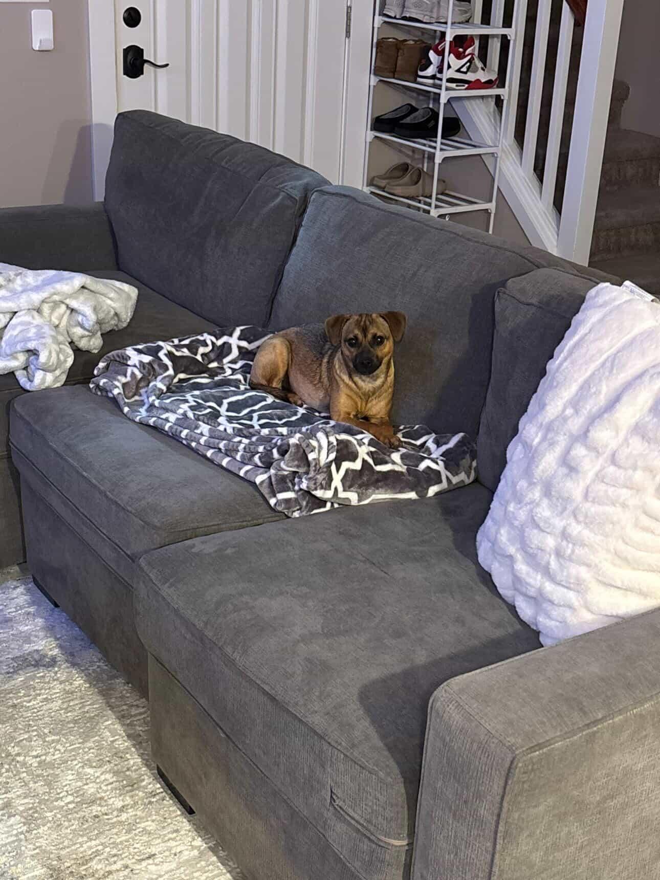 Enlarge Minnie, an adoptable Chihuahua in Tacoma, WA image 5/6