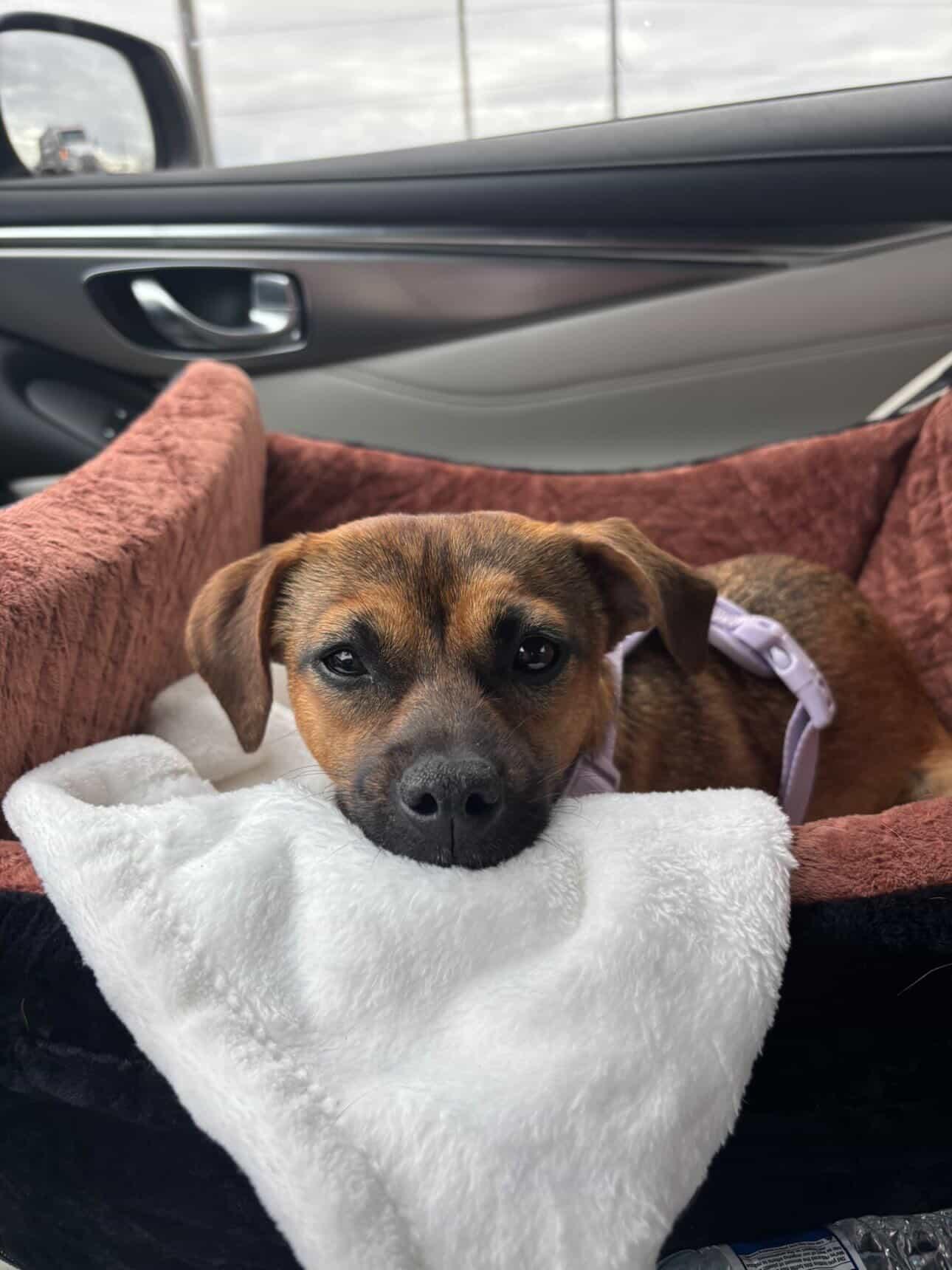 Minnie, adoptable, Young Female Chihuahua.