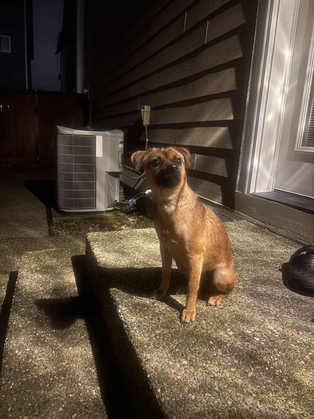 Enlarge Minnie, an adoptable Chihuahua in Tacoma, WA image 2/6