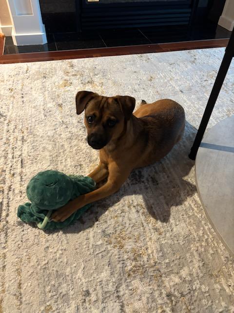 Enlarge Minnie, an adoptable Chihuahua in Tacoma, WA image 6/6