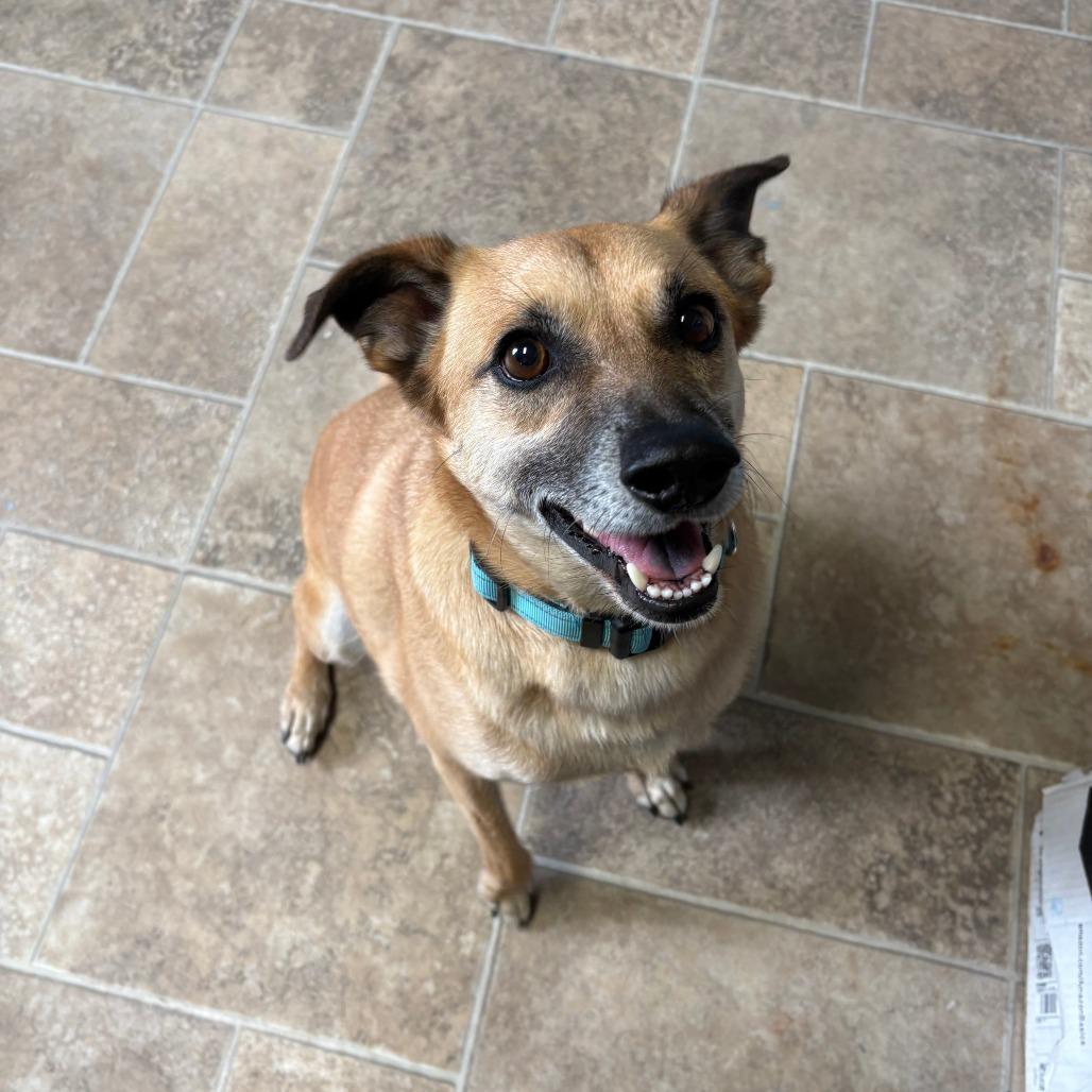 Enlarge Slinky, a Adoptable mixed breed in Tipton, IA image 2/5